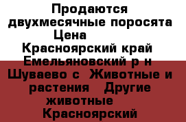 Продаются двухмесячные поросята › Цена ­ 3 500 - Красноярский край, Емельяновский р-н, Шуваево с. Животные и растения » Другие животные   . Красноярский край